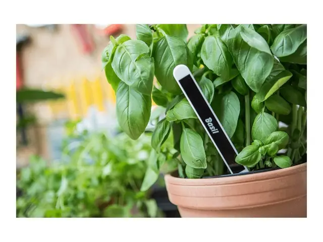 Brother TZe-325 - Selv-adhesiv hvitt på svart Rull (0,9 cm x 8 m) ...