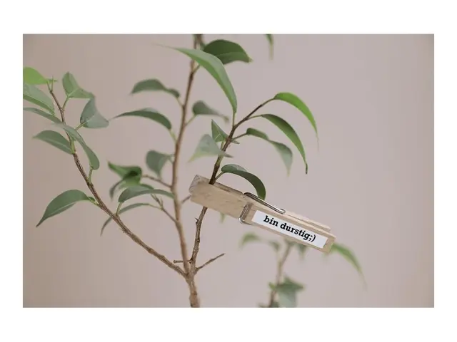 Brother TZe-S211 - Ekstra sterk selvkleber svart på hvitt Rull (0,...