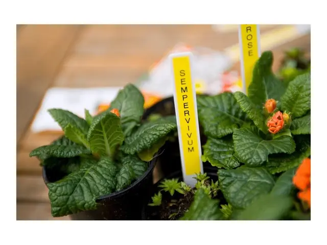 Brother M-K631BZ - Svart på gult Rull (0,9 cm x 8 m) 1 kassett(er)...